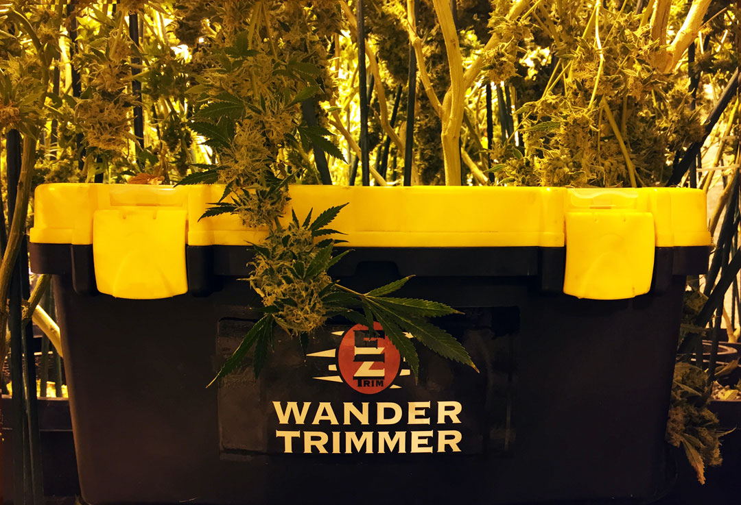 An EZ Wander Trimmer bucket, yellow clamps on its rim, standing in front of a flowering cannabis plant.