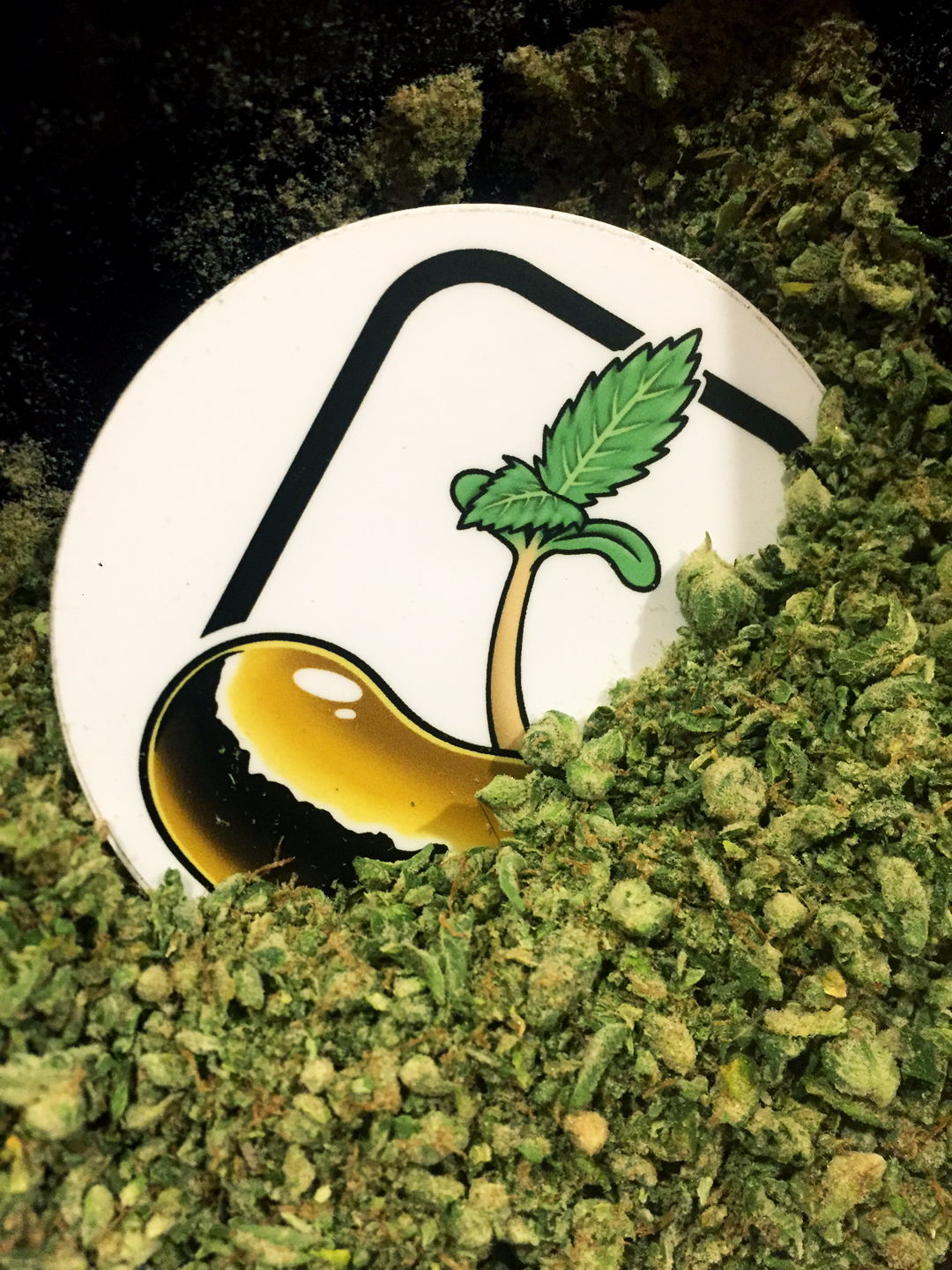 A grinder lid with a cannabis-leaf logo resting on a bed of ground Golden Bean flower.