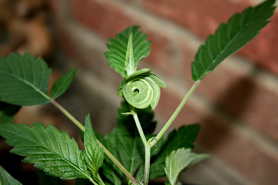 A young cannabis shoot with its new growth still curled, against a brick wall.