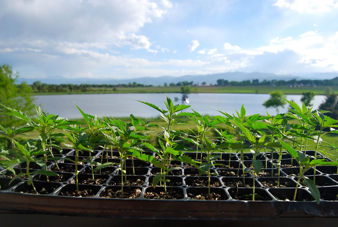 Trays of young high-CBD hemp clones lined up outdoors on a Colorado farm, with open fields and sky behind them.
