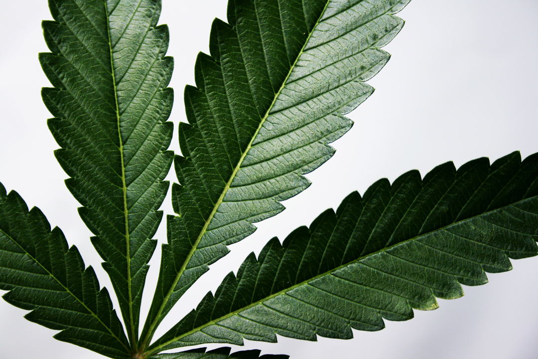 Two cannabis fan leaves arranged on a white background.