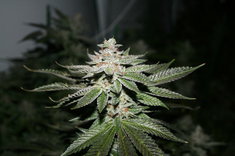 Sour Diesel