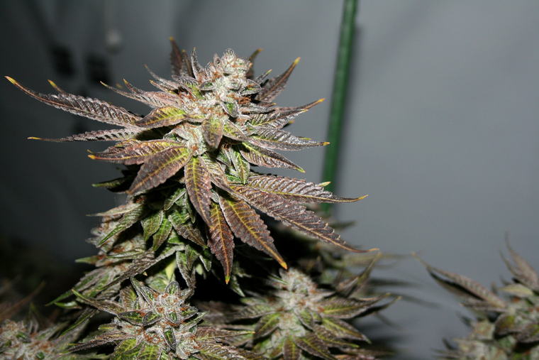 Bubba Kush