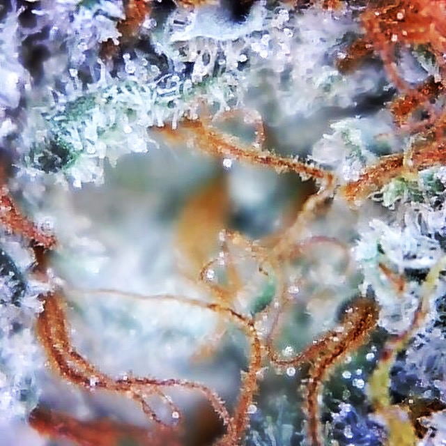 Extreme close-up of the bud surface after machine trimming, trichome heads still standing intact.