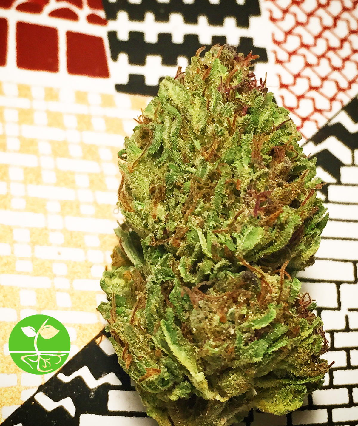 A single large cured bud from the first personal grow, photographed against a patterned backdrop.