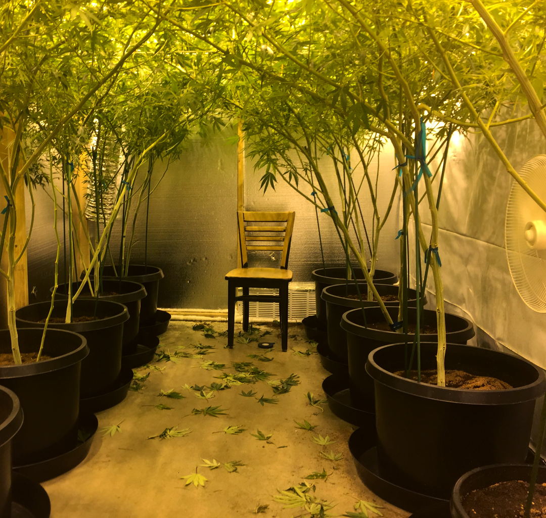 The Golden Bean room: twenty-gallon pots lining both walls, plants trellised overhead, an access row down the middle.