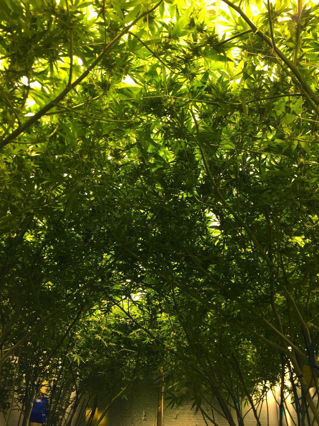 Looking up into the Golden Bean canopy from underneath, five feet of solid green.