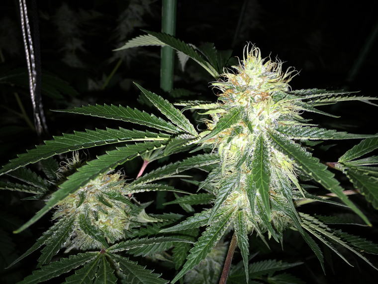 Golden Goat