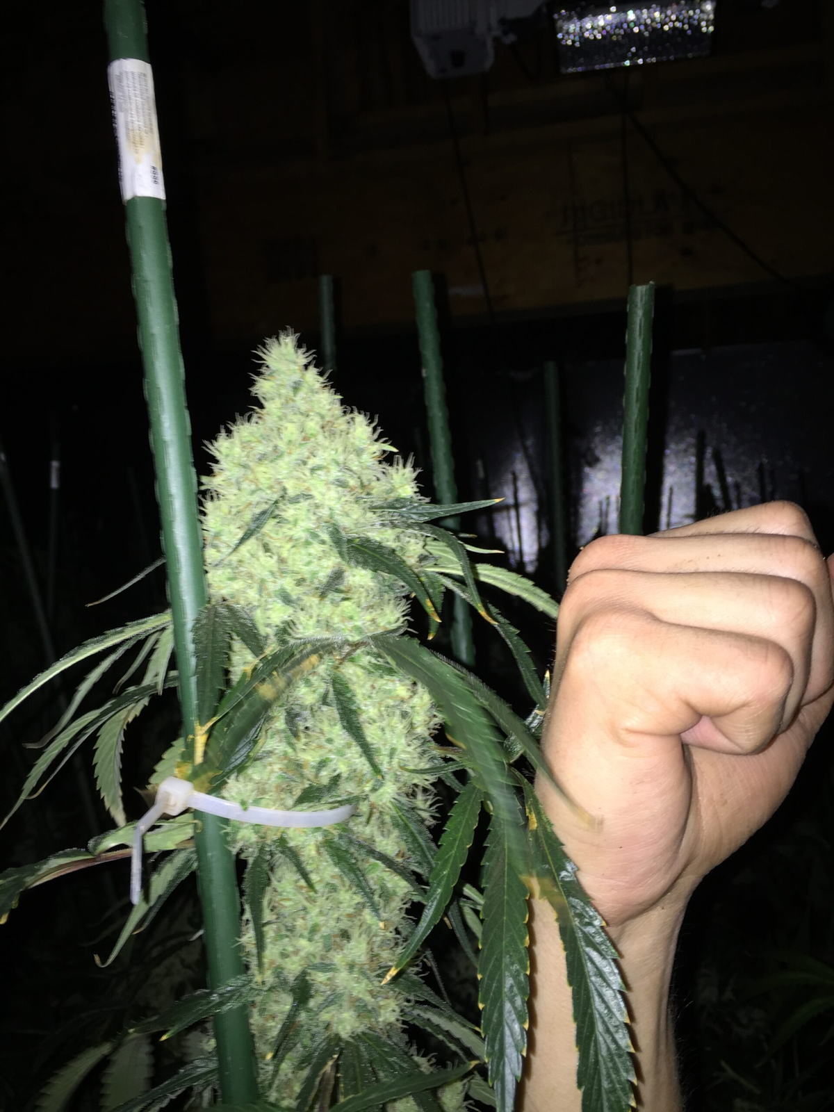 A hand closed around the stem of a tall flowering cannabis plant, showing its size.