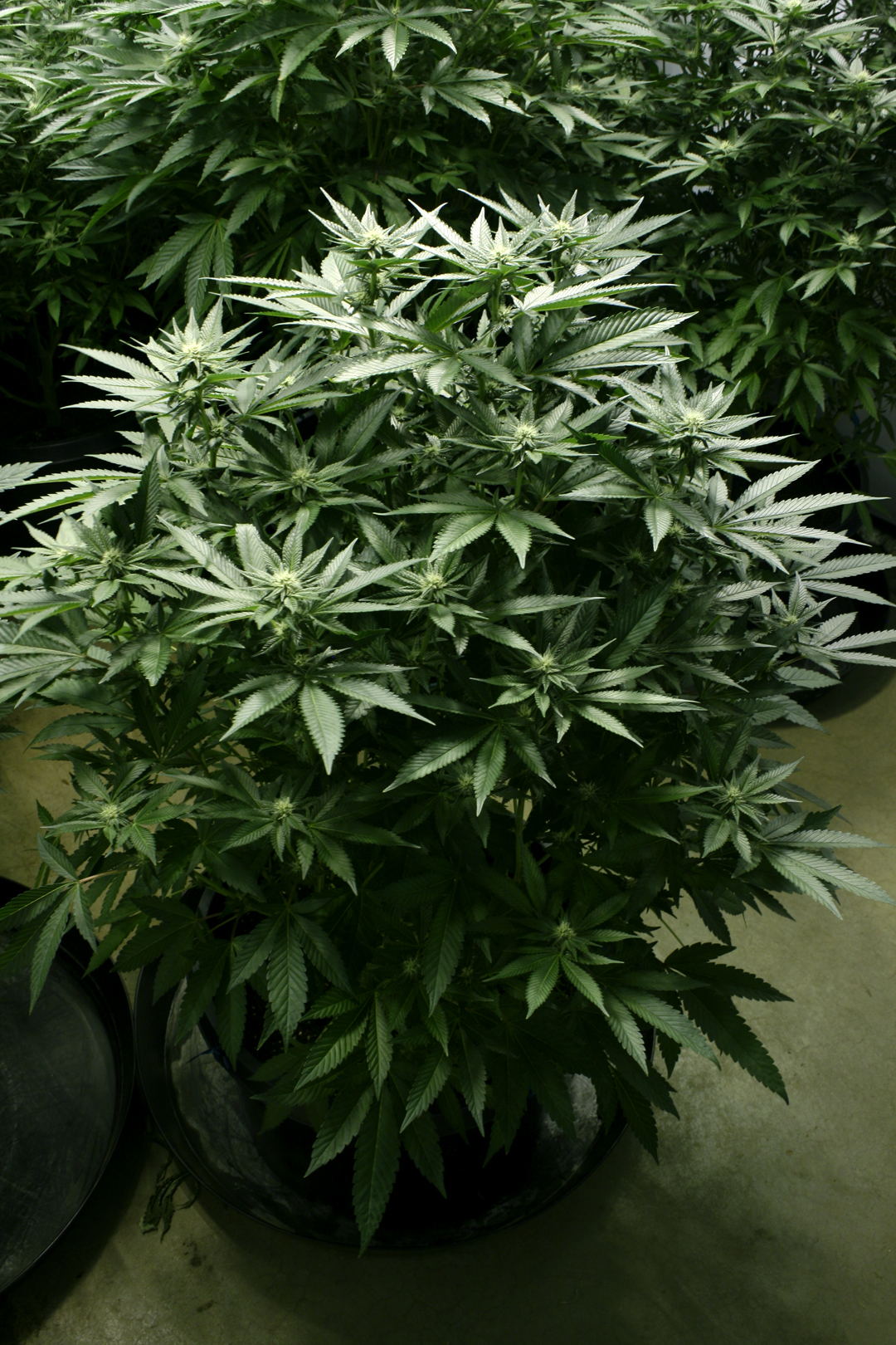 A bushy cannabis plant in a black fabric pot, filling out in a home grow room.