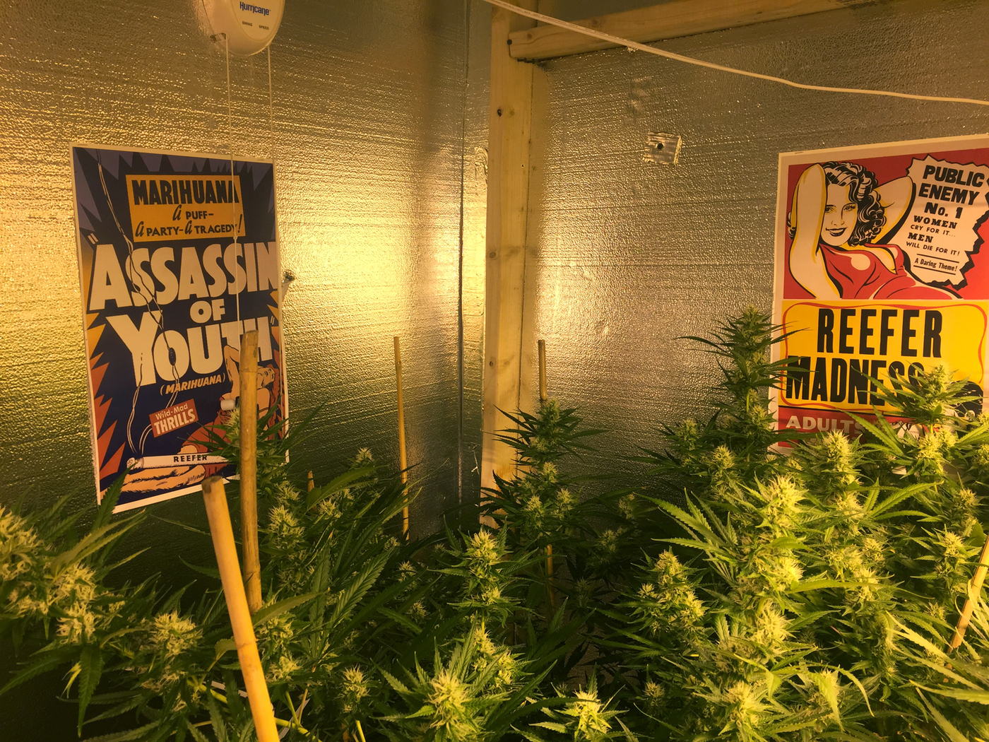 A home grow of flowering cannabis under vintage “Assassin of Youth” and “Reefer Madness” propaganda posters.