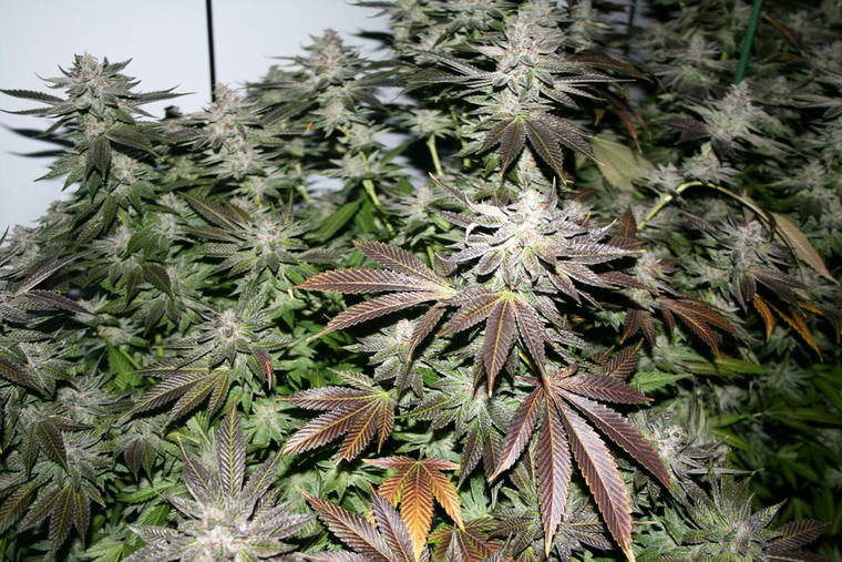 Sherbet