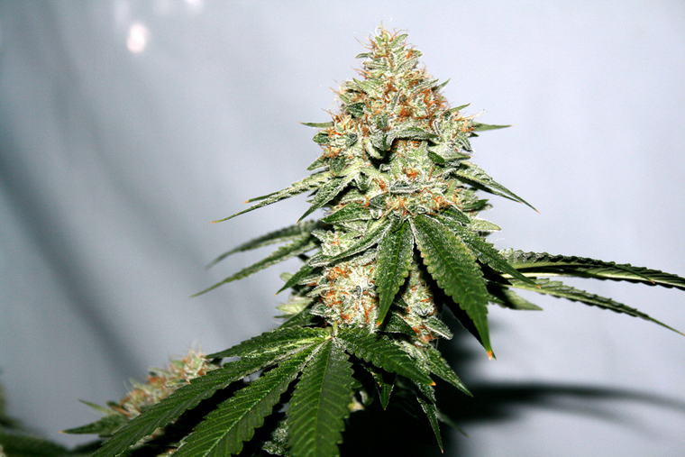 Sour Sherbet, veg to bloom