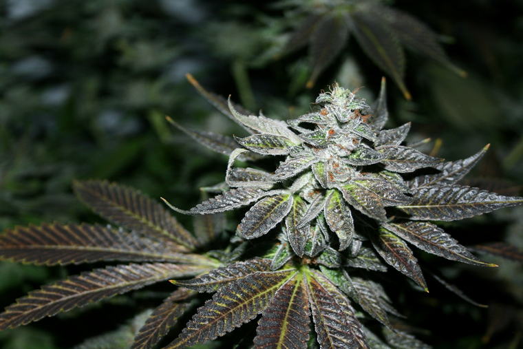 Sunset Sherbet
