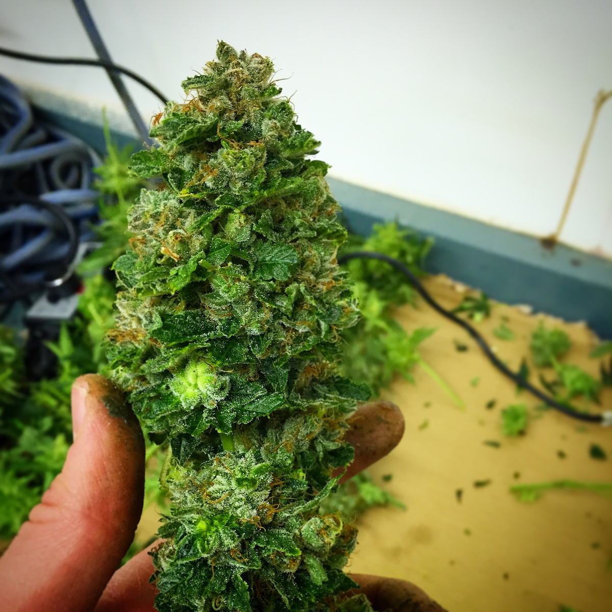 A hand holding a trimmed cola above the trimming table.