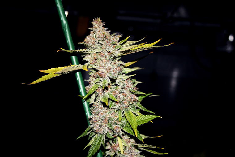 Magenta Hashplant